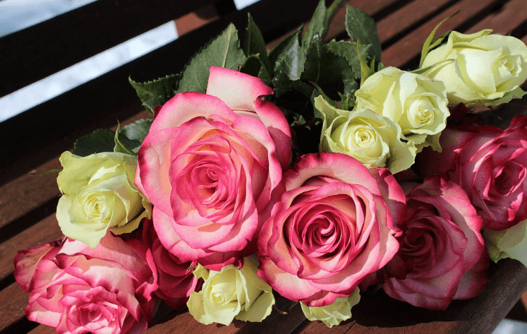 삼척장미축제 일정 입장료 주차장 관람꿀팁