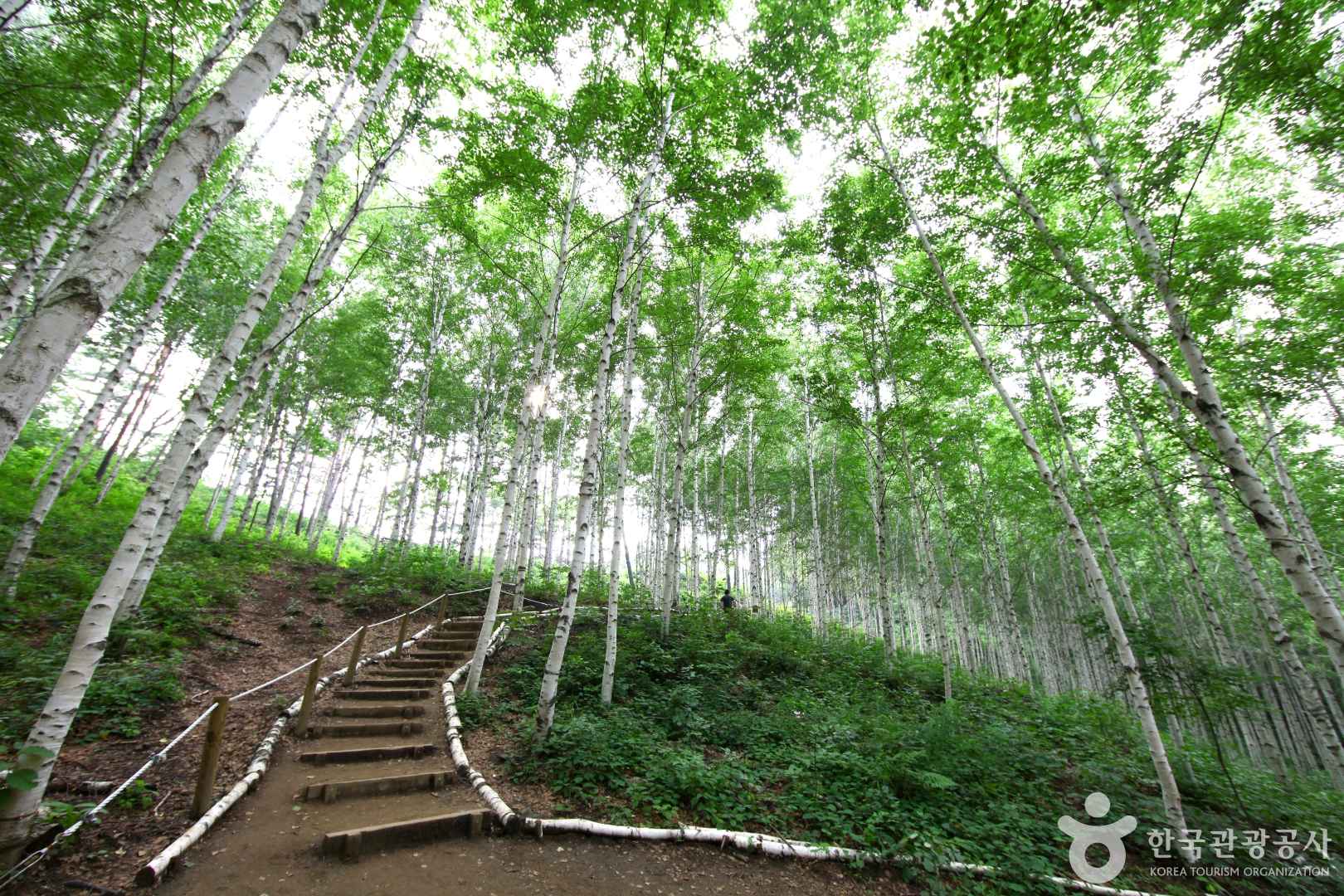 속삭이는 자작나무 숲