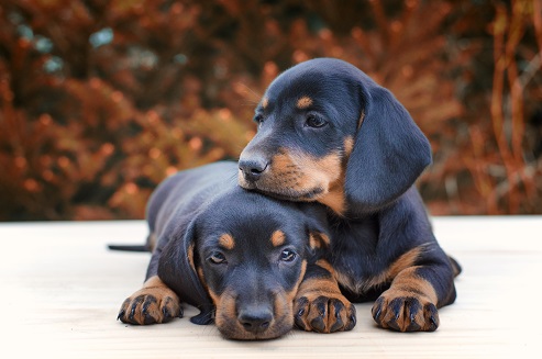 닥스훈트 (Dachshund)