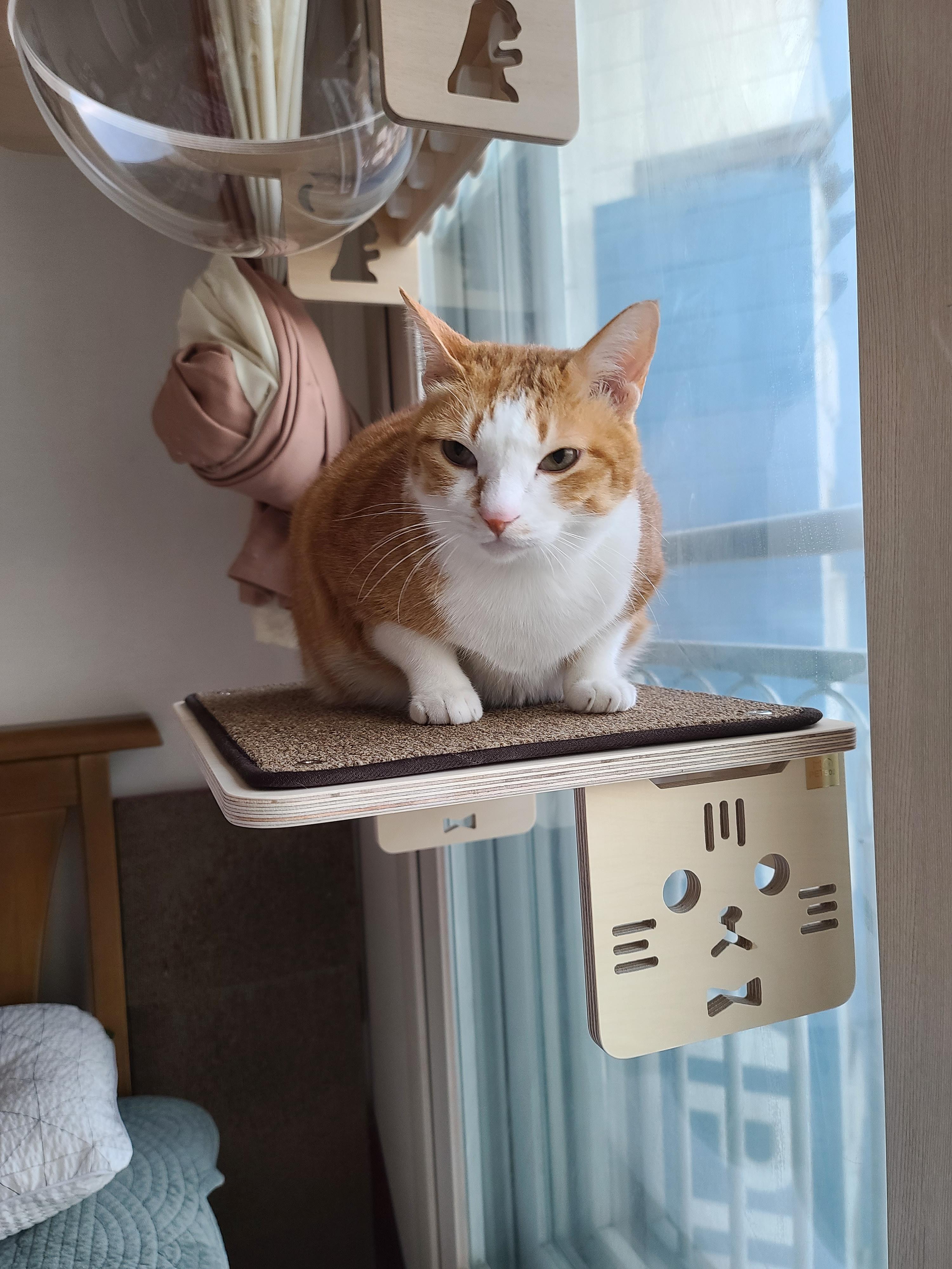 냥냥이들의 캣워크, 캣볼을 달았다. (내돈내산,스압주의)