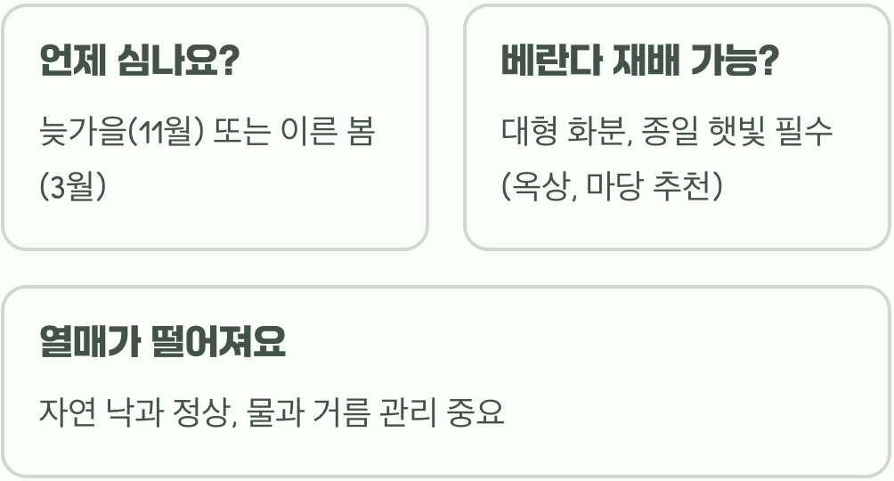 왕자두 나무 키우기 (모종 선택부터 가지치기, 수확까지 A to Z)