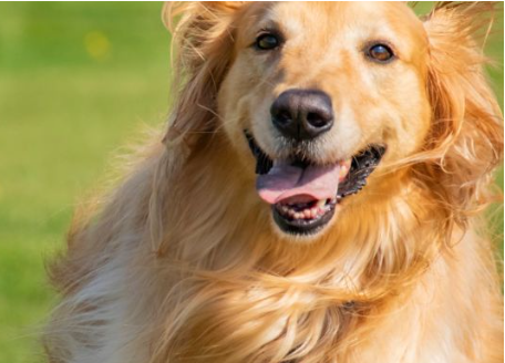 골든 리트리버