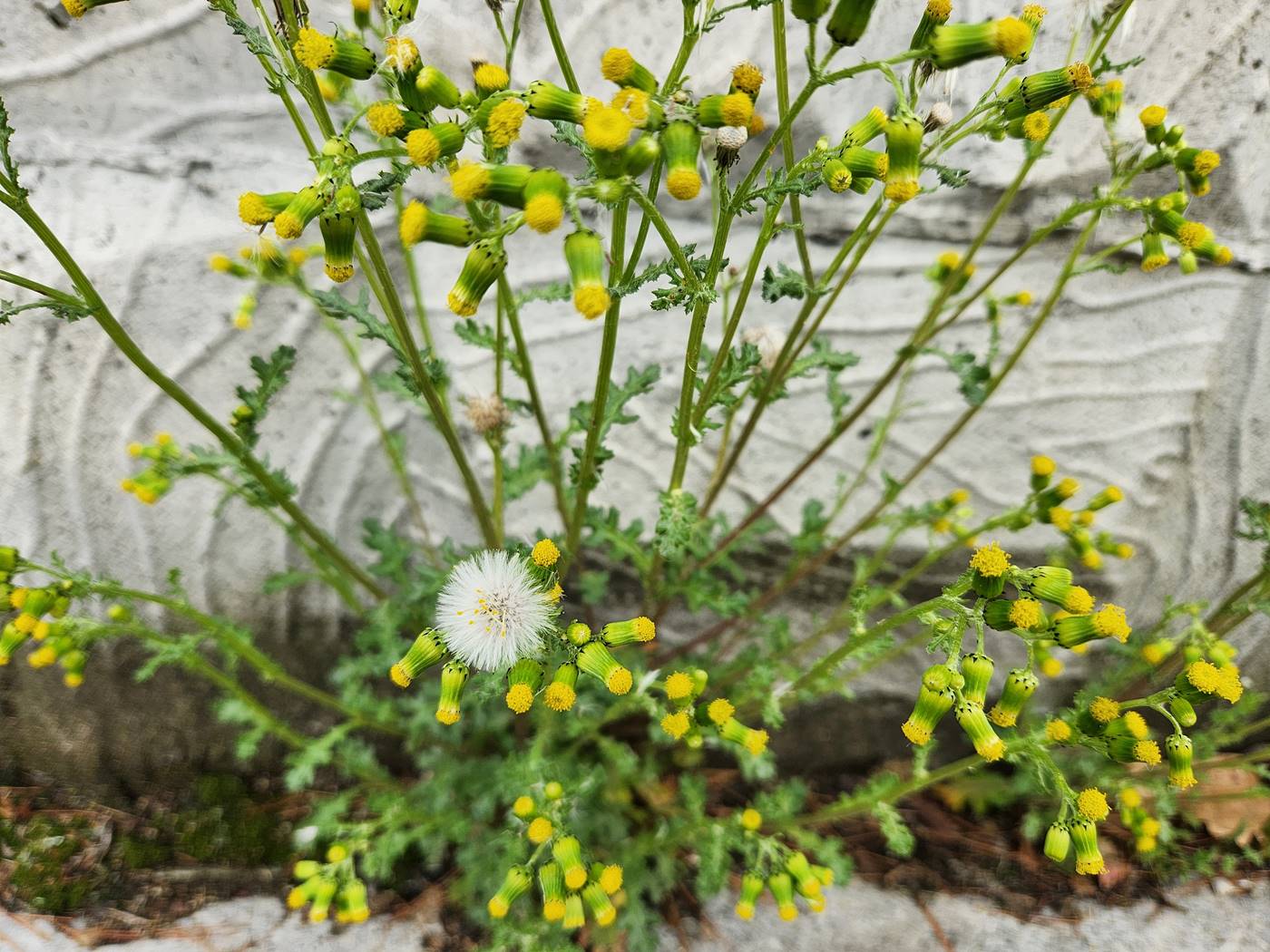 개쑥갓(들쑥갓)