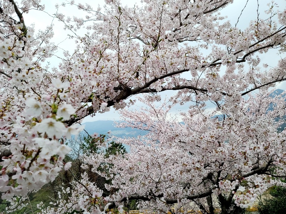봄꽃 축제