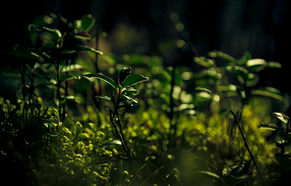 세상에서 가장 작은 식물과 가장 큰 식물 경이로운 세계