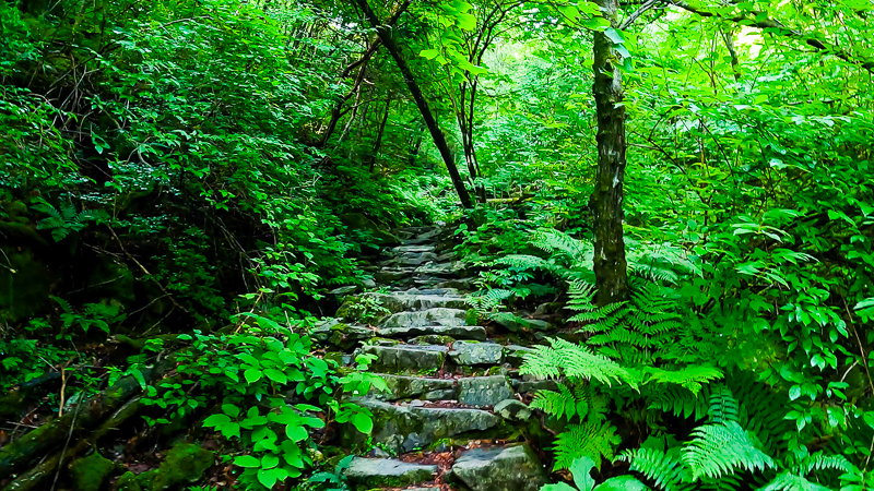 가리왕산 원시림