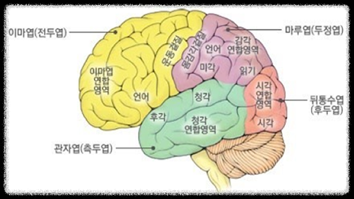 뇌구조 학습
