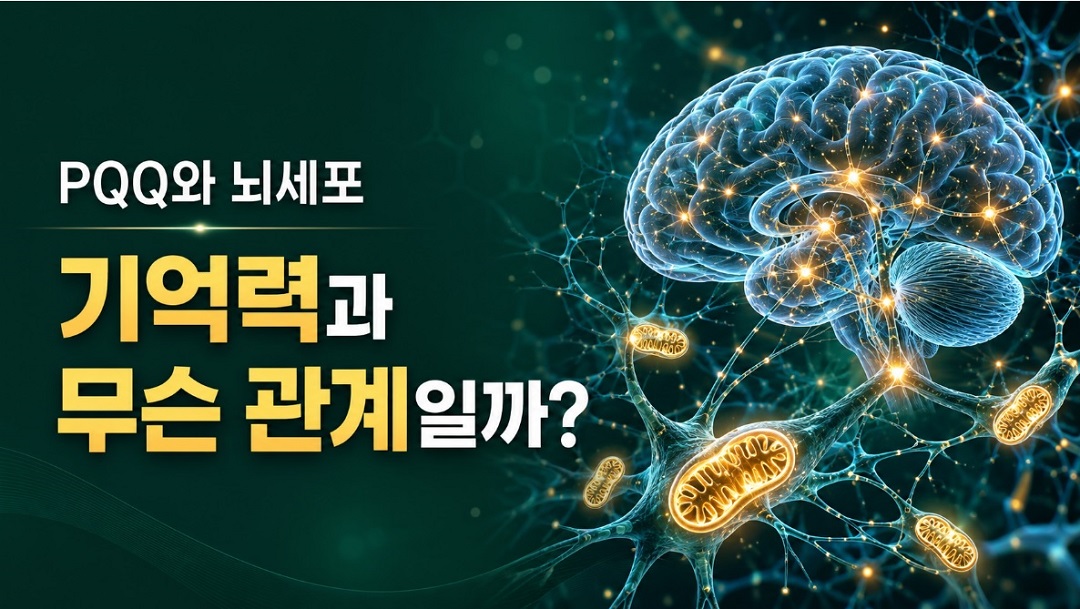신경세포 안의 미토콘드리아가 에너지를 만들고 신경 신호 전달을 돕는 구조