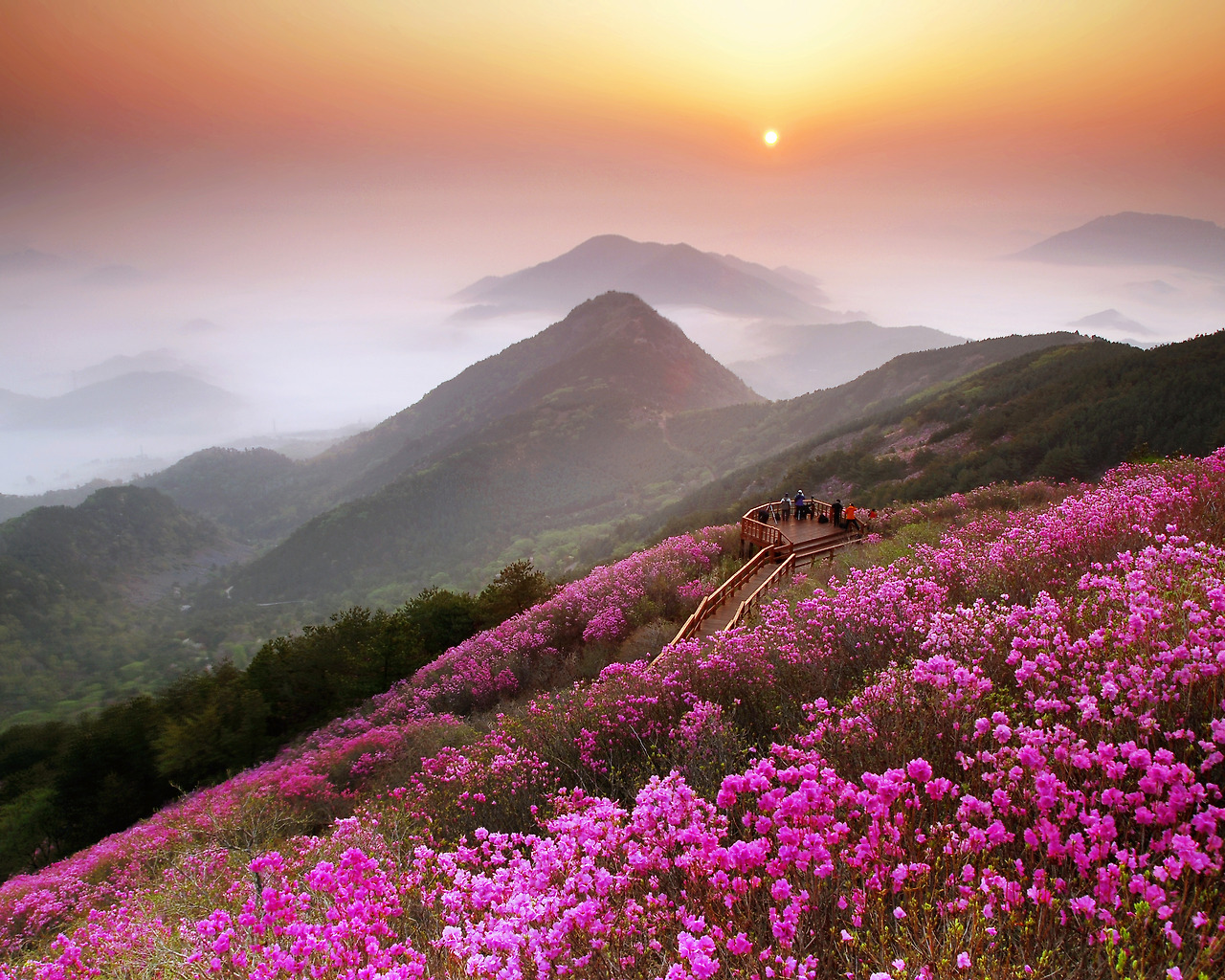 전남 섬여행 봄꽃 여행지 축제 베스트5