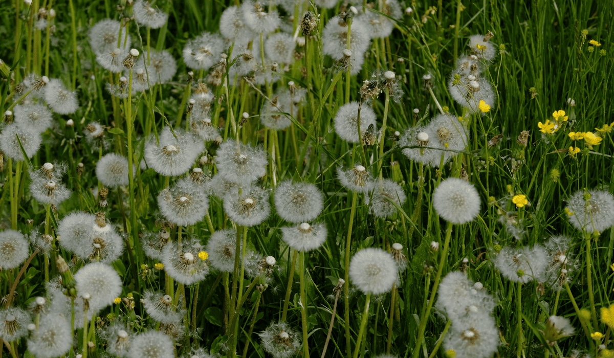 당뇨에_좋은_약초_20