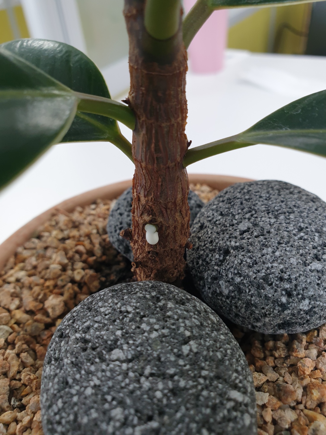 멜라니고무나무 진액