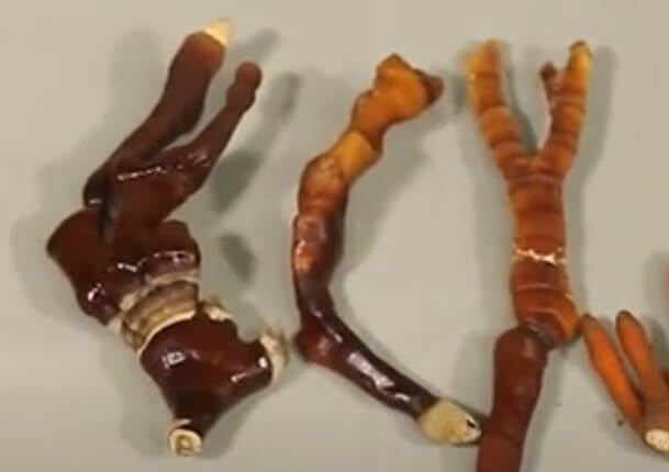 구분하기-어려운-영지버섯과-붉은사슴뿔버섯