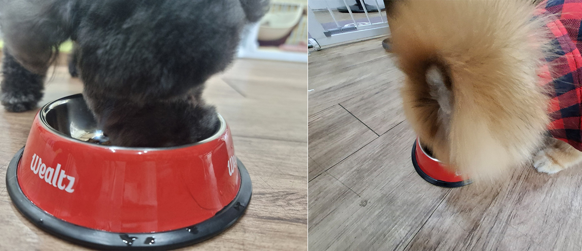 사료 흡입 중인 푸들, 포메라니안