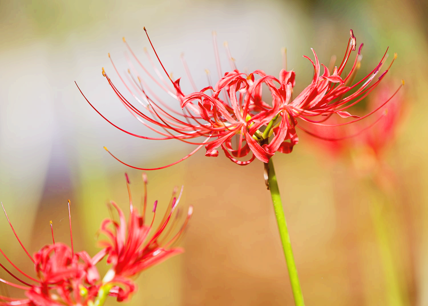 분당 중앙공원 꽃무릇21