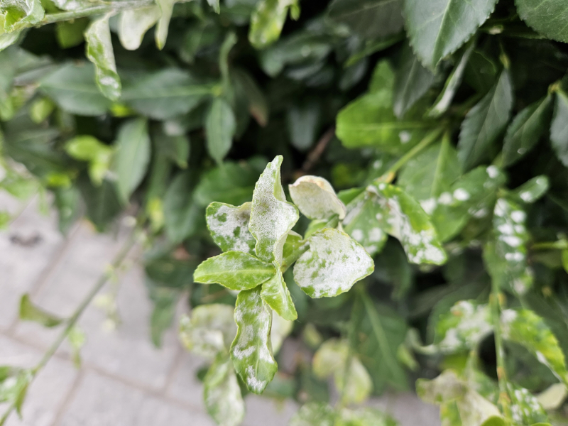 사철나무 흰가루병3