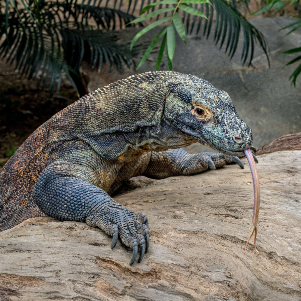 코모도왕도마뱀