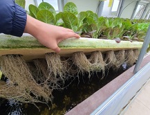 서유채농장-친환경채소