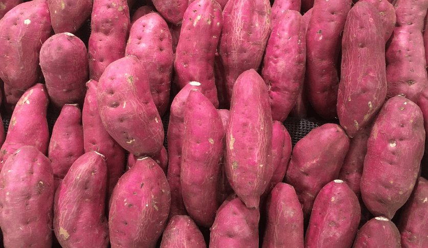 고구마 사진 - 40