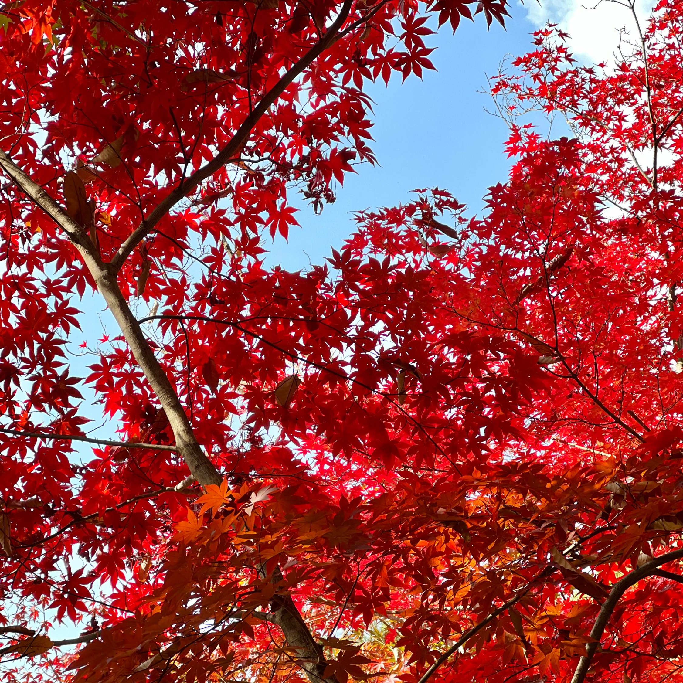 북한산단풍 절정 시기