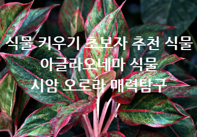 아글라오네마 시암 오로라 식물의 매력 탐구