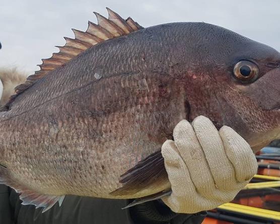6시내고향 연대도 참돔양식