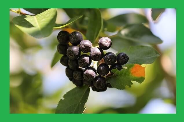 아로니아-열매-햇빛