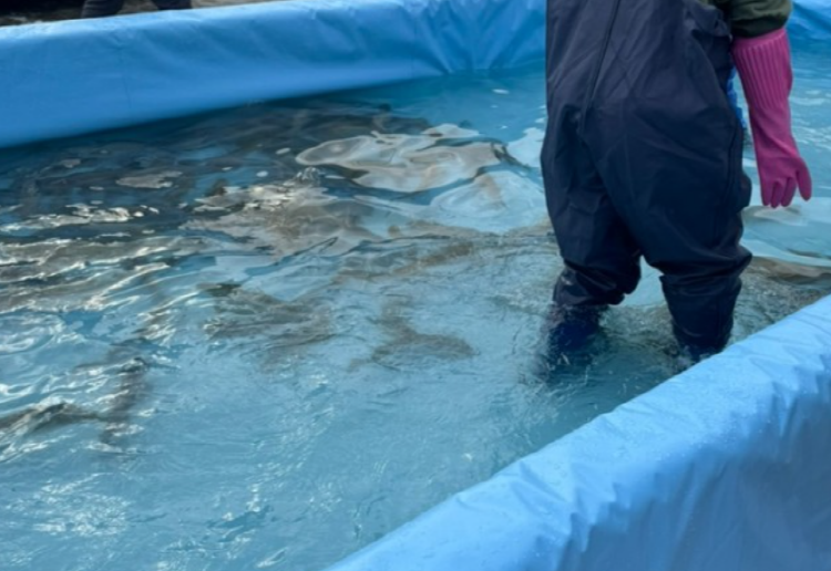 청평 설빙 송어빙어 축제