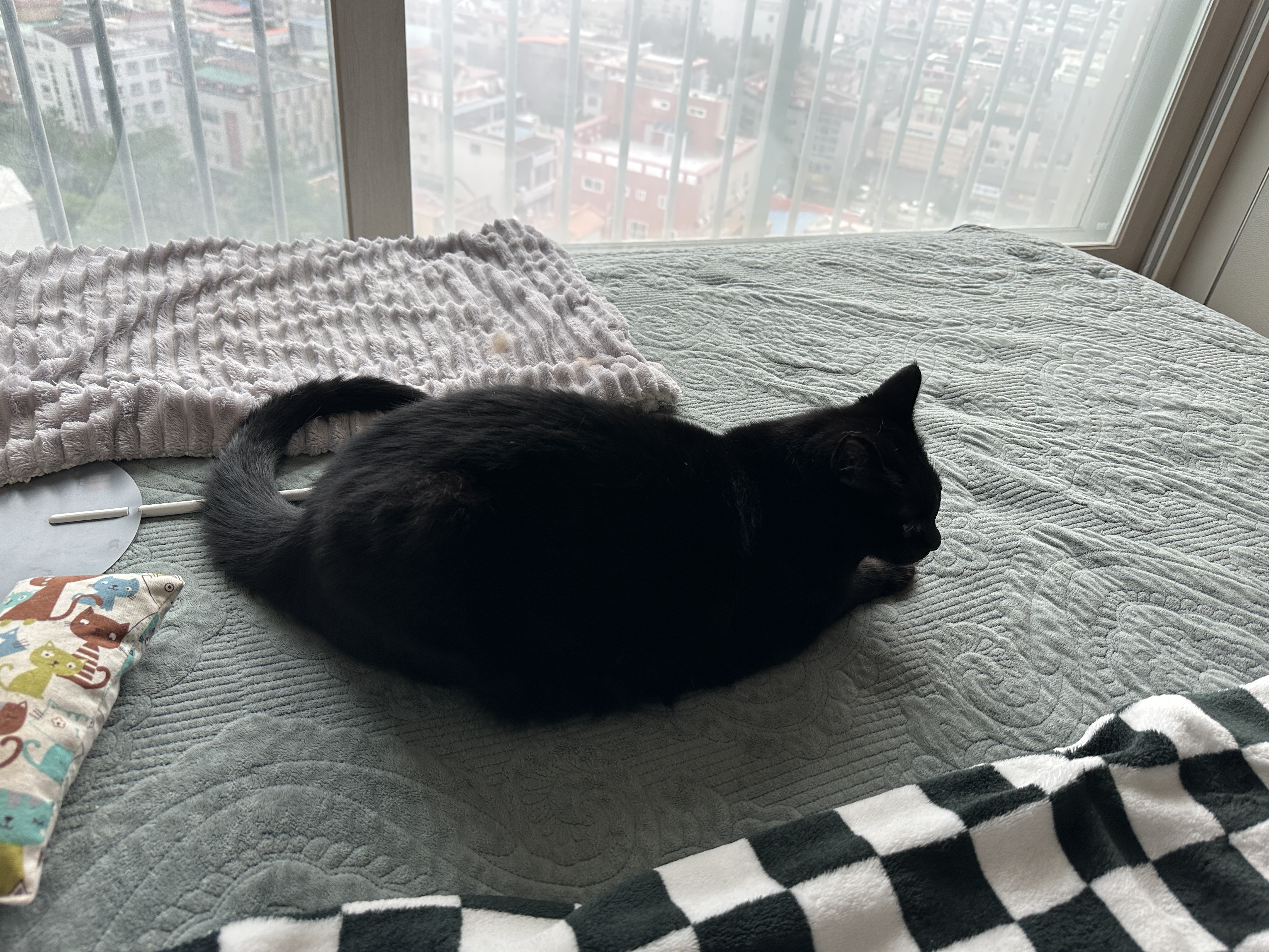 침대_위에_혼자_남겨진_올블랙고양이_건이