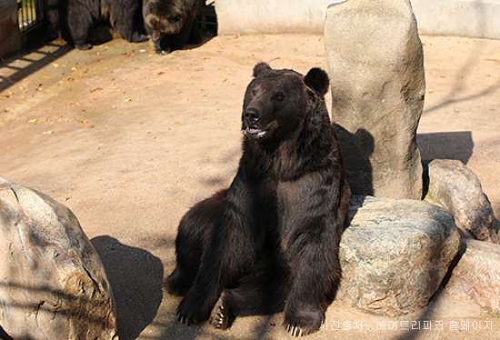 베어트리파크 철쭉제 봄과 철쭉