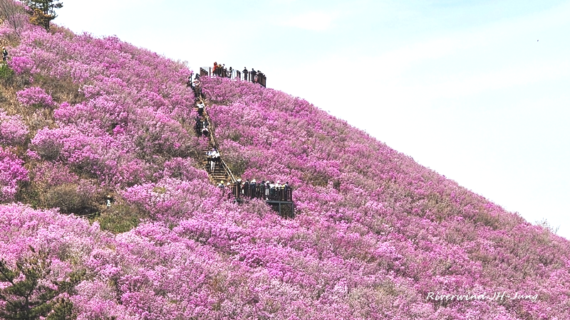 천주산 진달래 만개