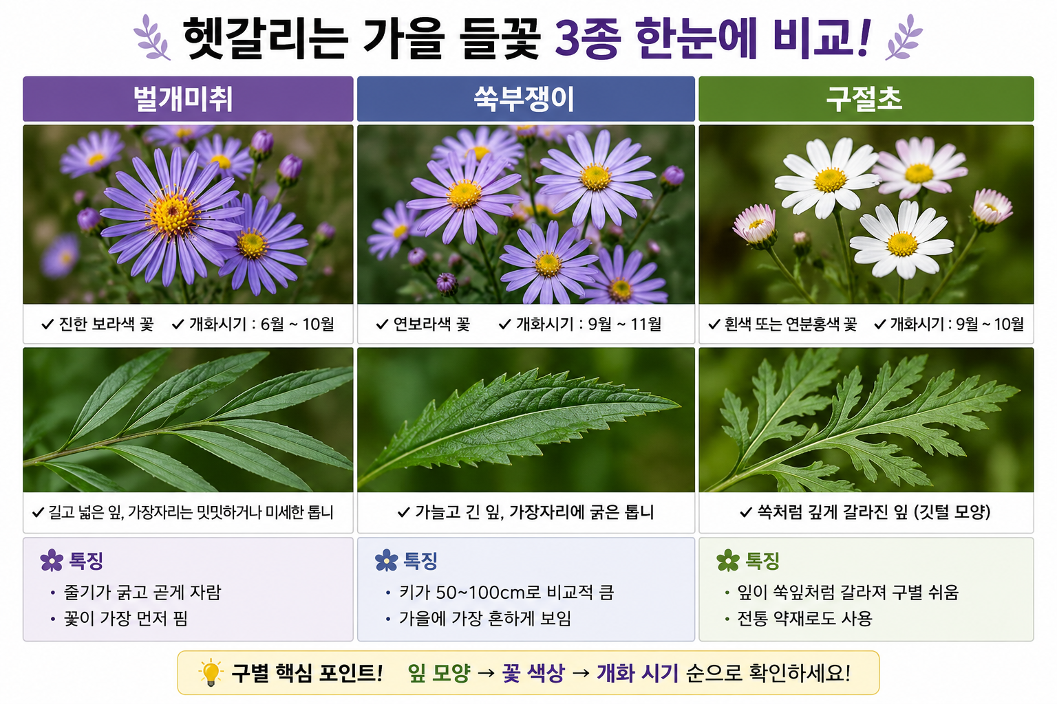 벌개미취, 쑥부쟁이, 구절초 가을 들꽃 완벽 구분법!