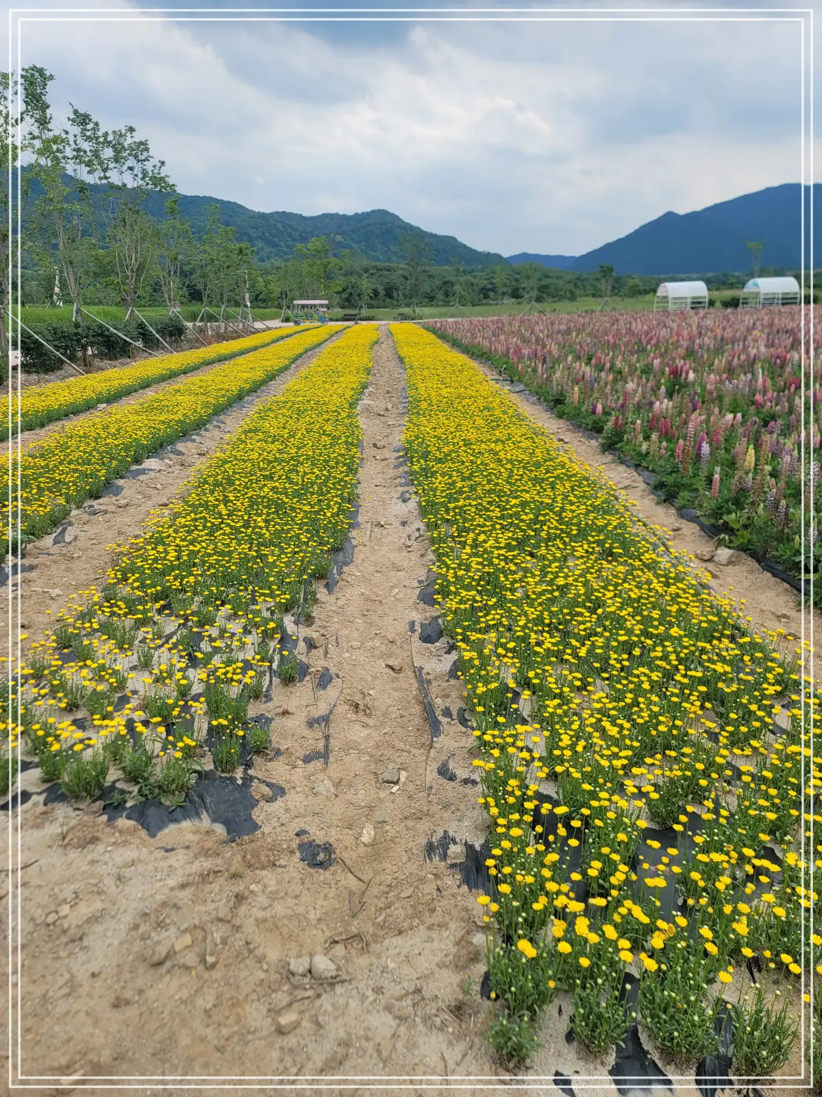 batch_20250615_152023