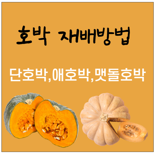 호박