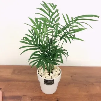 테이블야자 키우기 물주기 실내위치 통풍관리 사무실과 집 모두 적용_12