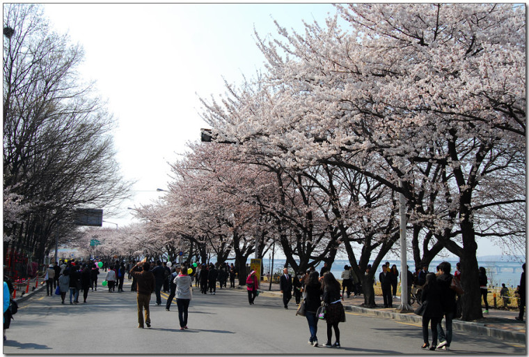벛꽃 축제