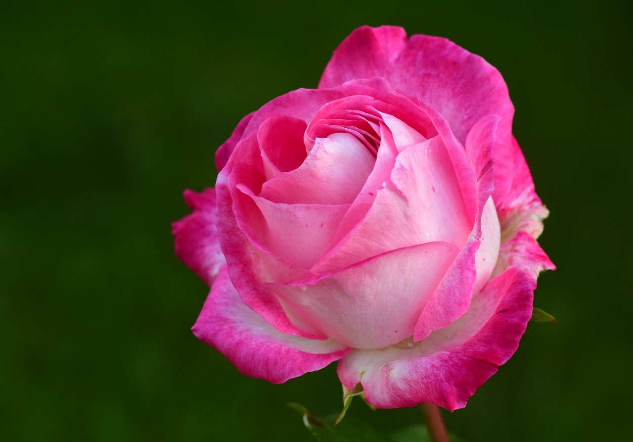 에버랜드 장미축제 로로티 RRT Rose Returns in Time