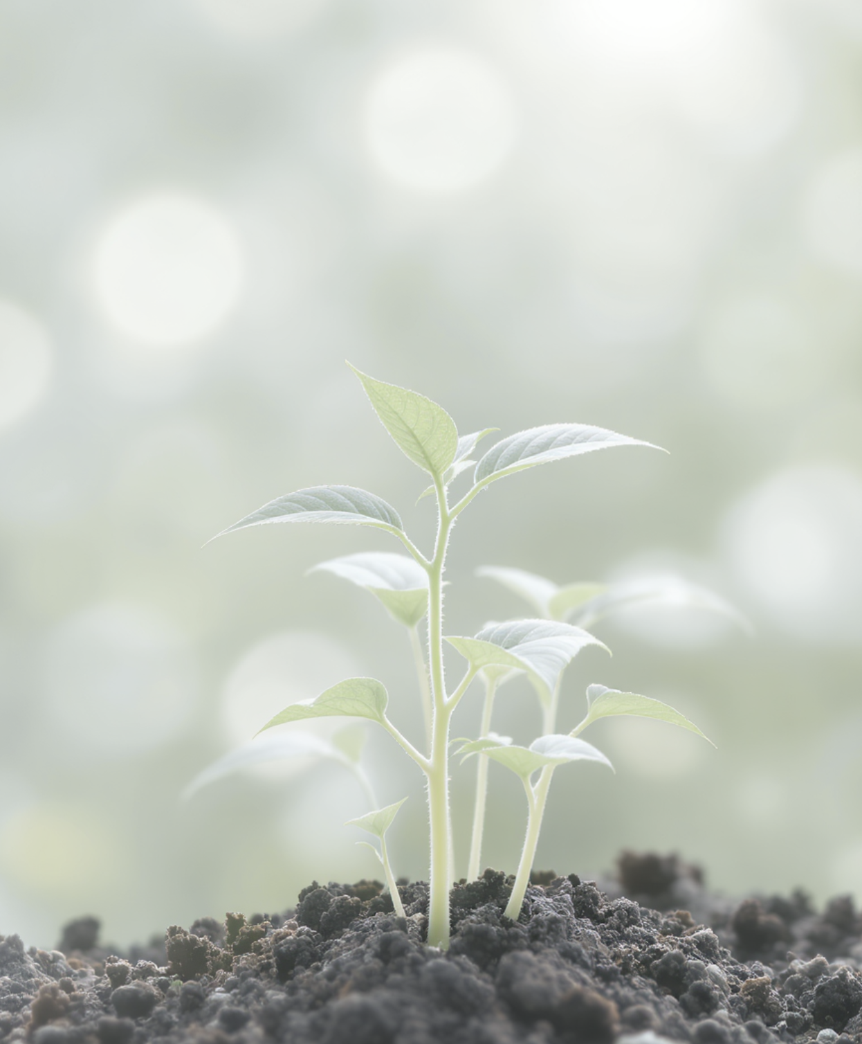 줄기, 가늘어도 여러 개가 정답