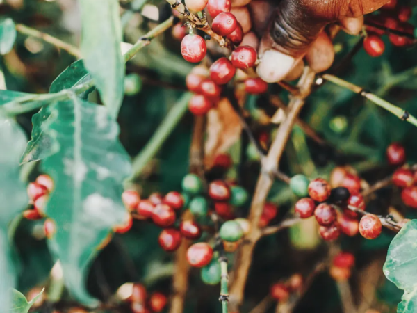 스페셜티 커피 원두 고르는 법_커피 열매를 따는 사람