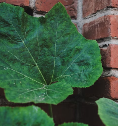 호박잎 효능 부작용 고르는법 칼로리