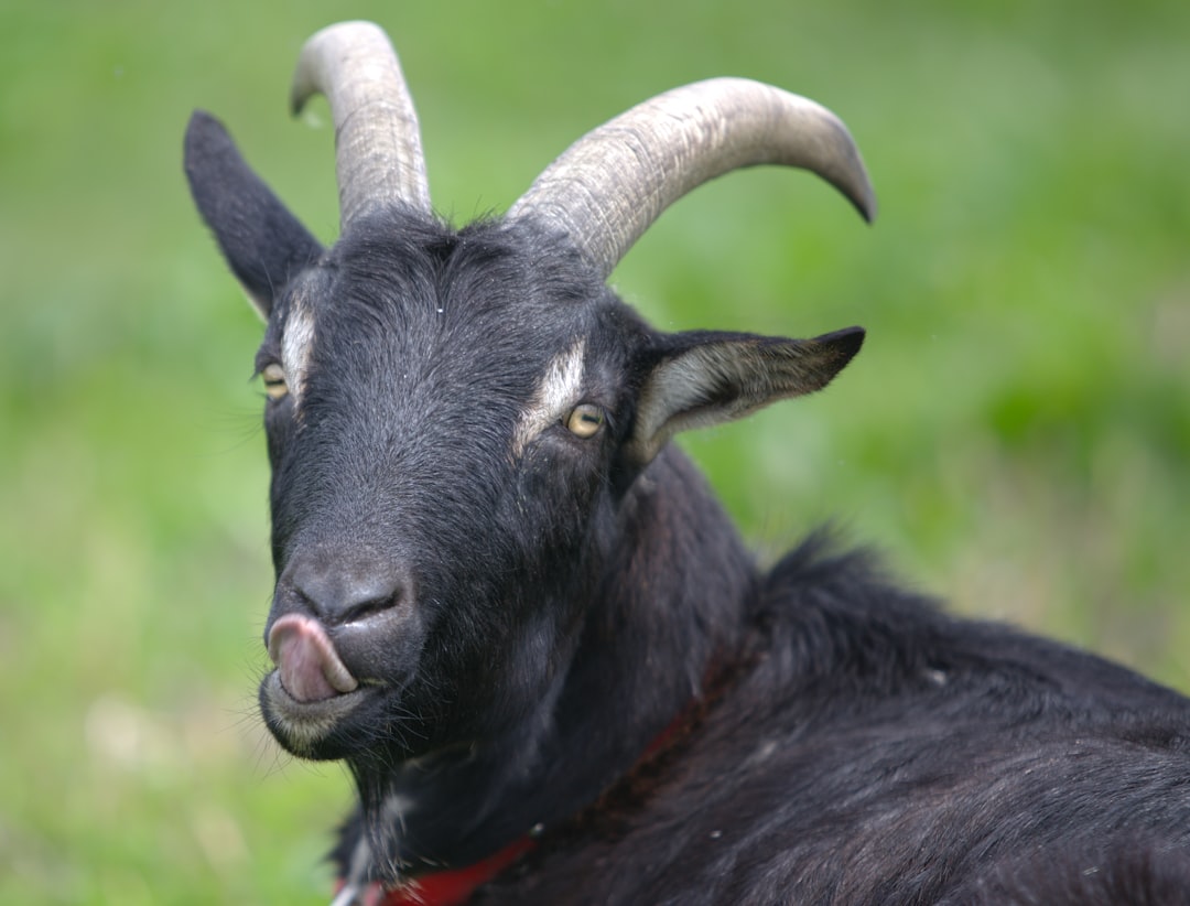 black goat