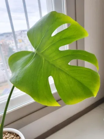 화분 노랗게 변함 원인 영양부족 과습해결 비료주기 조절 방법_9