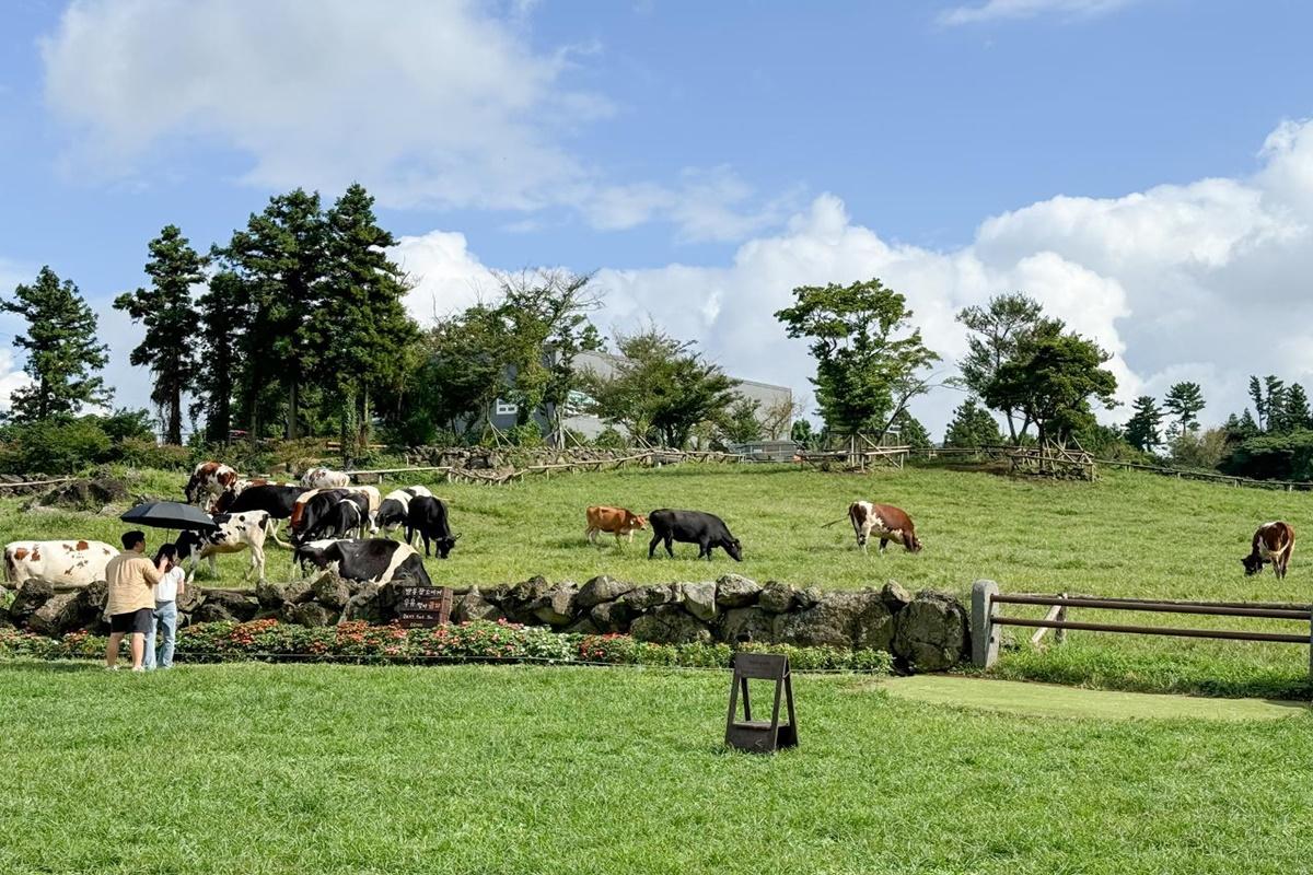 제주 아침미소목장 목장체험과 자연 힐링, 가족 여행 추천지