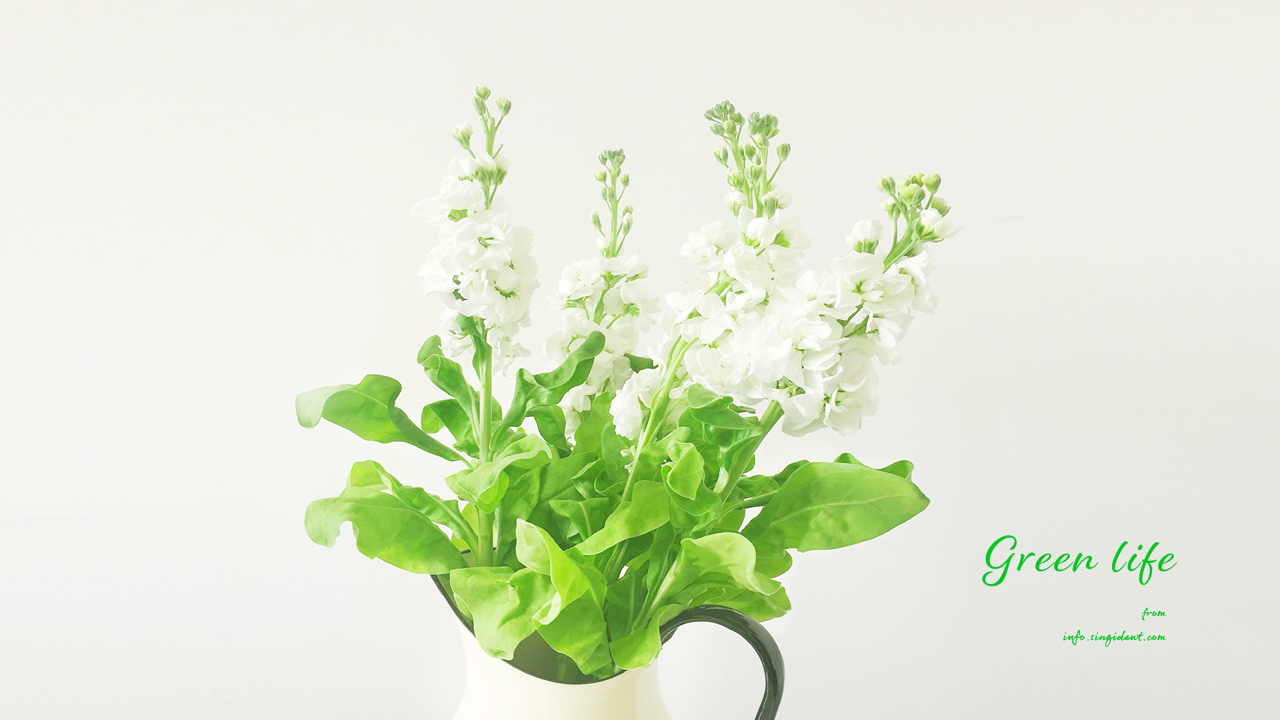 04 꽃병에 흰꽃 C - Green life 초록색배경화면