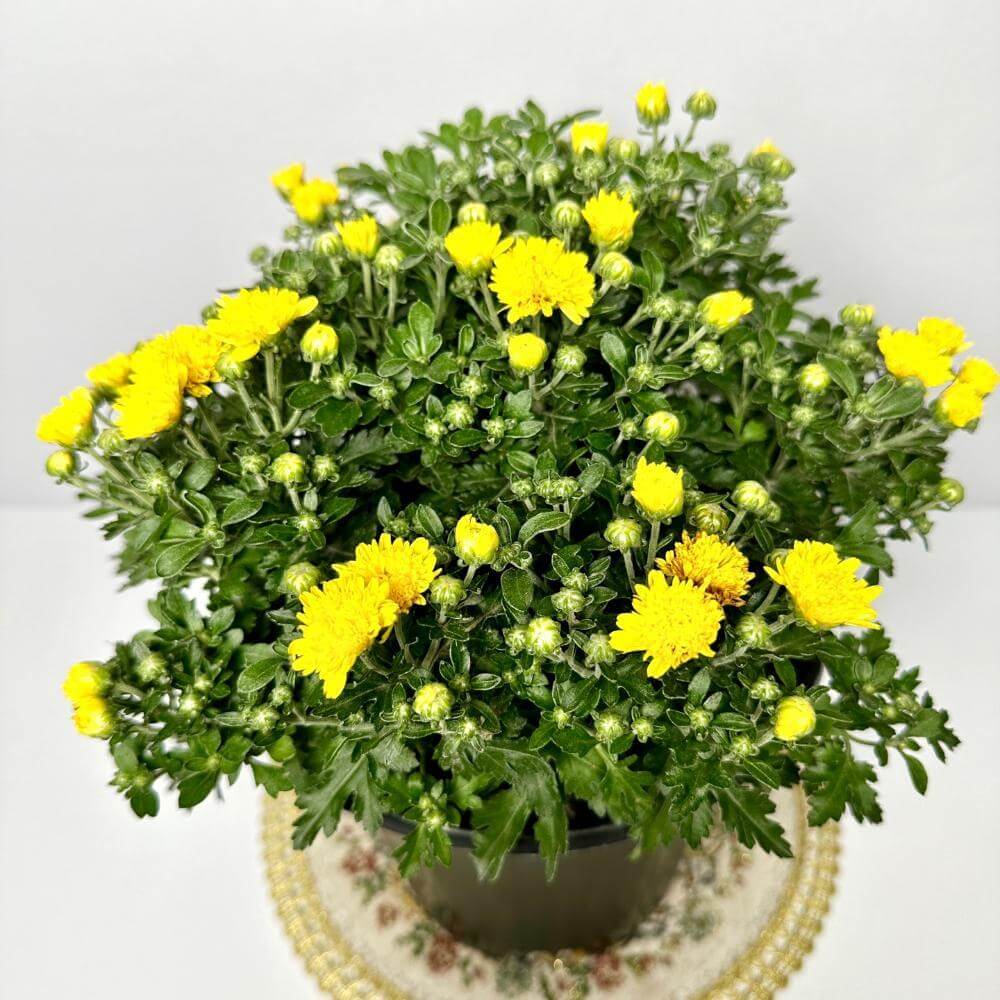 반려식물의 심리적 효과