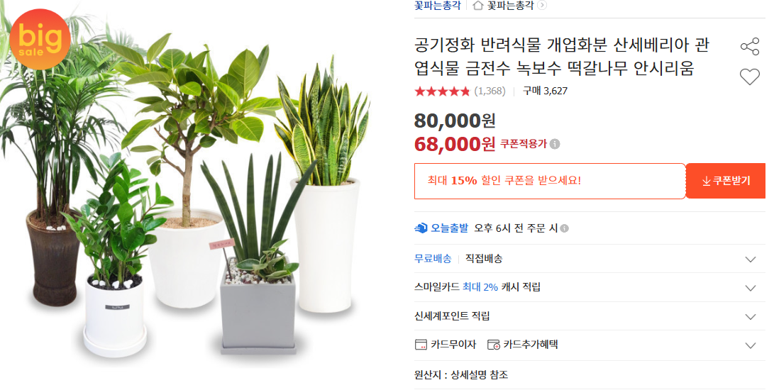 녹보수 키우는 법 및 잎이 떨어지는 이유 (+ 꽃말 물 주기 진드기 해피트리 차이점)