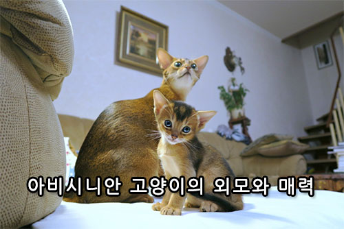 아비시니안 고양이의 외모와 매력