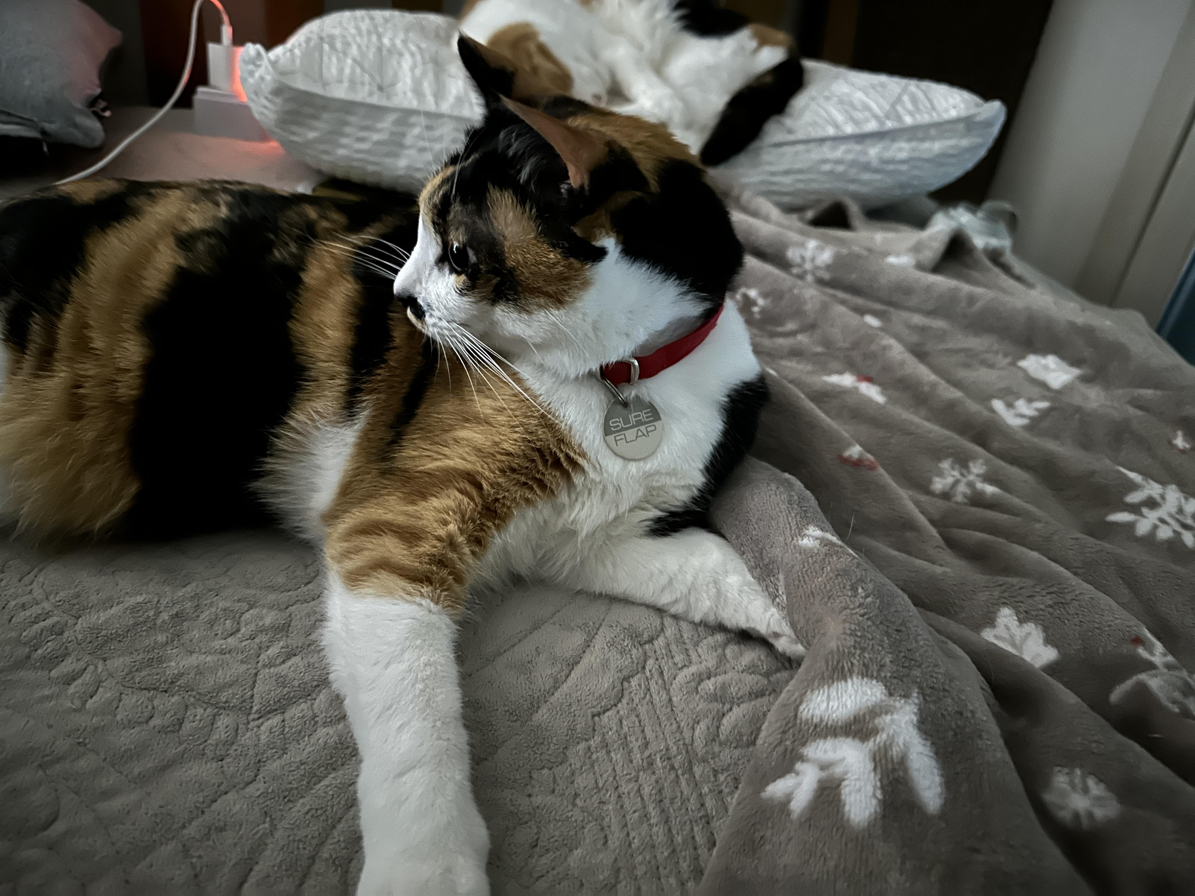 고양이 앞발 찜질은 전염되는 것인가! (feat. 다다, 루나)