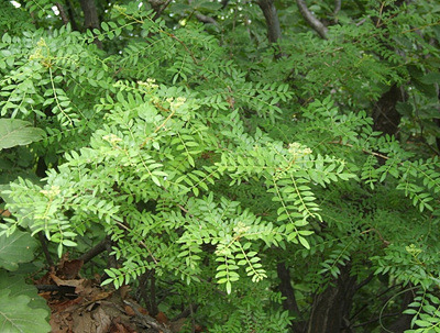 alt="산초 잎사귀"
