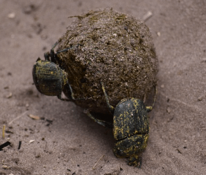 똥(대변)을 창문 밖으로 버리는 꿈해몽을 설명하는 상징 이미지