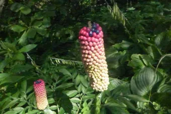 곤약 재배 모판 만들기 습도 관리 알맞은 그늘_11